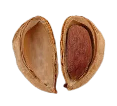 almond-old.png